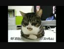 はじめての猫飼い055　～はじめての実家～