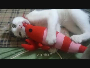 はじめての猫飼い056　～けりぐるみ～