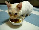 猫に「マテ！」と「ヨシ！」を教えてみた