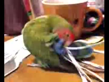 オシャレに余念がないコザクラインコ ニコニコ動画