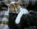 【夜な夜な猫集会】なーめなーめなーめなーめ