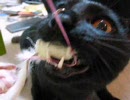 ぬっこ　ぬっこに　されとるでー　「その４　ノア再び」