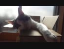 箱猫