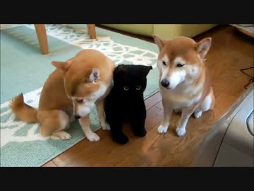 ひかりといちごと黒猫