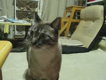 ジャンくんお留守番でゴロゴロ〜