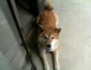 柴犬「ポニー」Part8