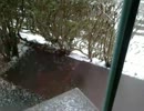 あられが降りだした。