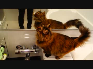 風呂場に連れて行くとテンション上がっちゃう猫