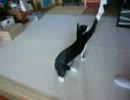 タビスケ　JUMP