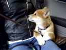 初めての洗車がこわくて飼い主からひっついて離れない柴犬