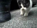 子猫に遊ばれました