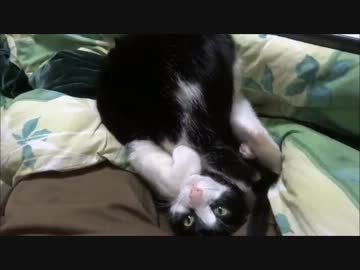 うちの猫、ちょっとみっともないよ寝