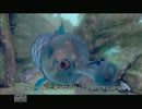 【実況】ゲーム下手な私がアリス実況してみた。17