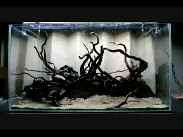 【2013】世界水草レイアウトコンテストに挑戦するぞ！【ＰＡＲＴ１】