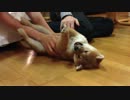 無邪気で自由な子犬