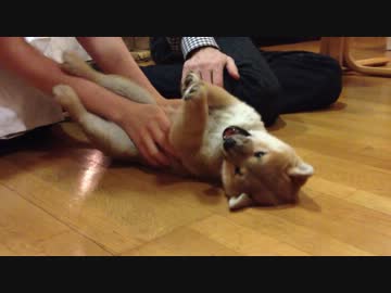 無邪気で自由な子犬