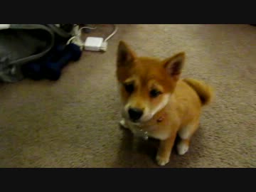 からだがうまくかけずにこてんと倒れる子犬