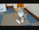 【リア獣】 新しいお友達　【猫万歳】