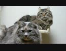 【リア獣】 キャットタワー　【猫万歳】