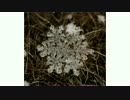 雪の結晶 写真集 Snow crystal photos