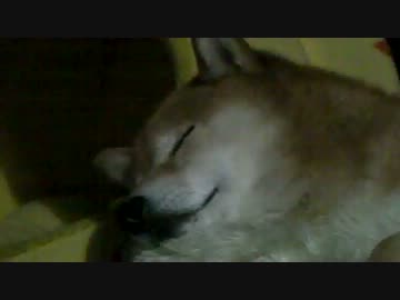 柴犬ジロー　早くも換毛中