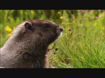 テスト動画でござる