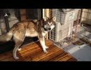 仔犬成長日記　8