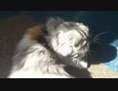 【リア獣】 今日のきららさん　【猫万歳】