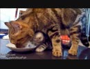 子猫収納型　ミルク飲みスタイル