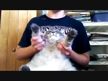 猫のドラムが凄すぎる件