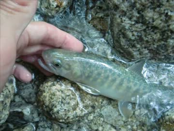 【渓流】ゆっくりにルアー釣行を語ってもらった【イワナ】