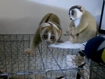 シャドウと戦う淫夢くん.p4g