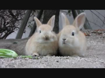 大久野島の子うさぎ　食事風景　（やばい）