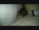 こたつねこ