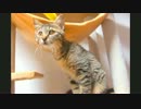 ココ　五十二日目　猫じゃらしで遊ぼ！