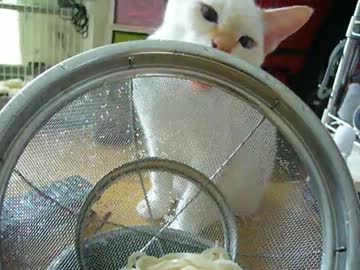 家に子猫がやって来た94～チロル編～