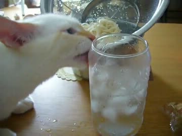 家に子猫がやって来た95～チロル編～