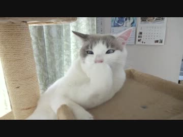 キャットタワーになかなか登りきらないネコ