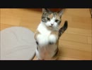 【マンチカンの成猫】高速おねだり