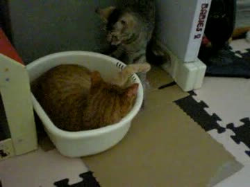 拾いねこ＠生後210/177日目　動画内で触れ損なったけどアコ丁度7ヶ月！