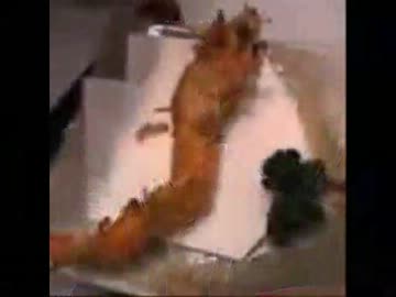 ウナちゃんマン　「初めて語る、あのエビ天！」