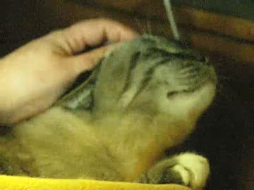 ママの神業？　ジャンくんの顔をナデナデ