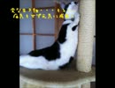 我が家の猫様紹介パート２