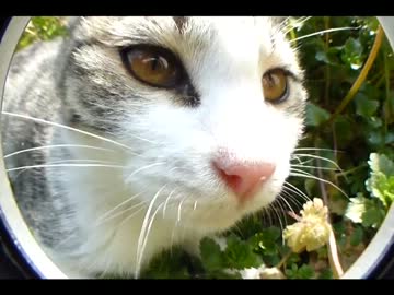 子猫がカメラに興味津々のようです。