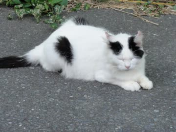 【日本100名城】そうだ、旅に出よう！車で日本一周〖25日目〗