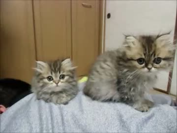 ネネとチャチャの３週目