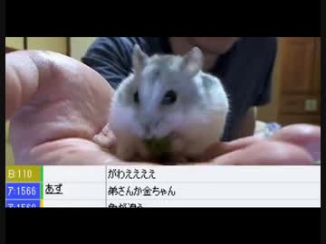 【金バエとハムヲ】食事と肩登り芸を披露する