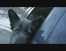 飼い主さんに会えて大喜びする犬