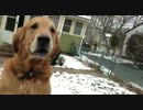 郵便物を取りに来る犬