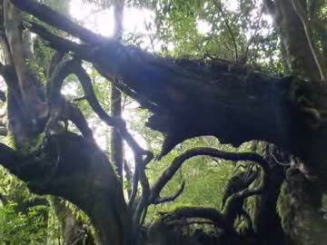 男の島旅　～屋久島・口永良部島・種子島～　第二章